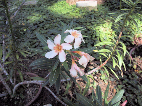 Nerium oleander var. kotschyi