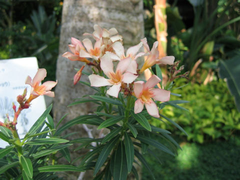 Nerium oleander var. kotschyi