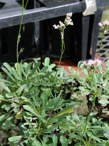 Limonium wrightii var. arbusculum