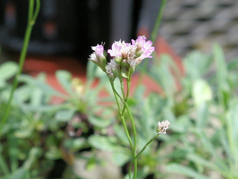 Limonium wrightii var. arbusculum