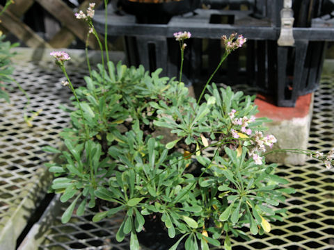 Limonium wrightii var. arbusculum