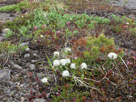 Ledum palustre ssp. diversipilosum var. nipponicum