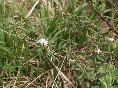 Ledum palustre ssp. diversipilosum var. nipponicum