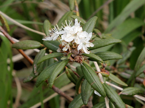 Ledum palustre ssp. diversipilosum var. nipponicum