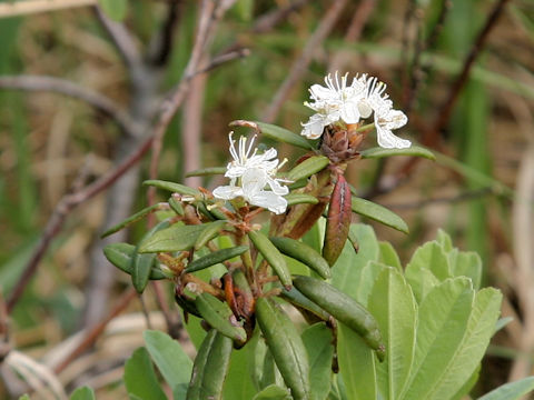 Ledum palustre ssp. diversipilosum var. nipponicum