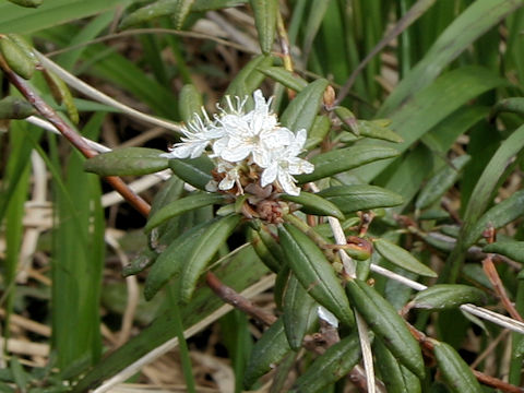 Ledum palustre ssp. diversipilosum var. nipponicum