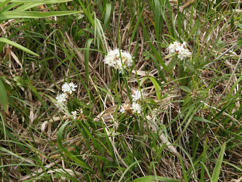 Ledum palustre ssp. diversipilosum var. nipponicum