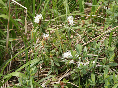 Ledum palustre ssp. diversipilosum var. nipponicum