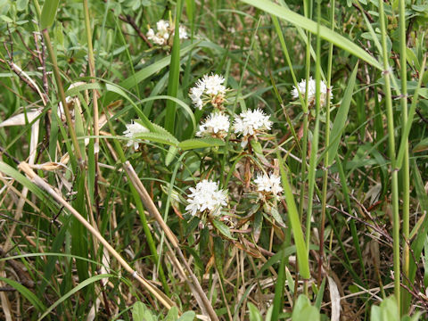 Ledum palustre ssp. diversipilosum var. nipponicum