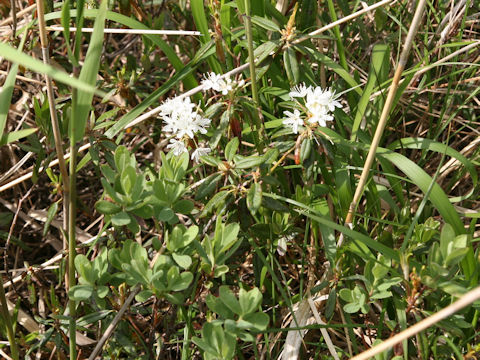 Ledum palustre ssp. diversipilosum var. nipponicum