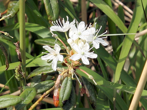 Ledum palustre ssp. diversipilosum var. nipponicum