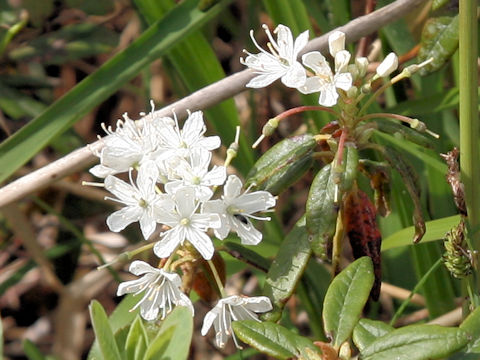 Ledum palustre ssp. diversipilosum var. nipponicum