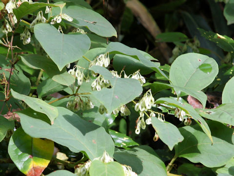 Reynoutria japonica