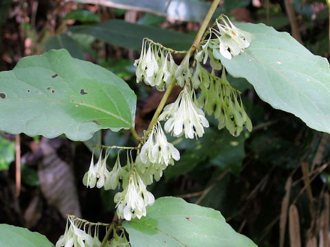 Reynoutria japonica