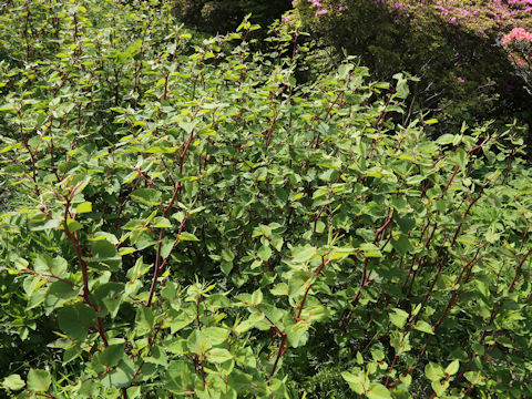 Reynoutria japonica