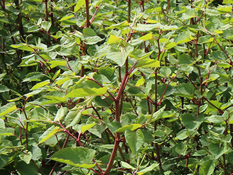 Reynoutria japonica