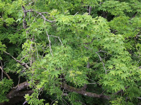 Acer mono
