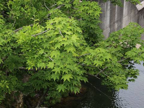 Acer mono