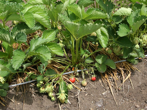 Fragaria grandiflora