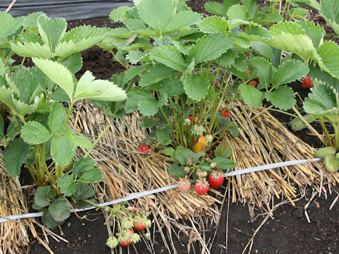 Fragaria grandiflora