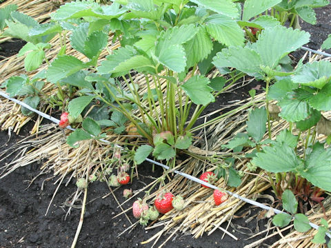 Fragaria grandiflora