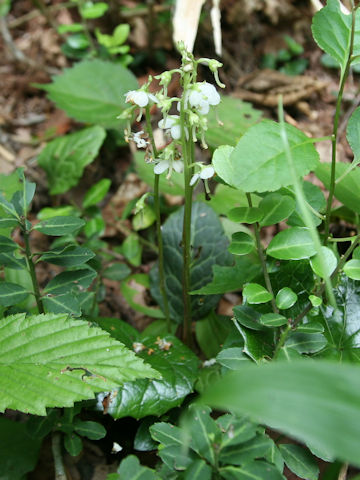 Pyrola japonica