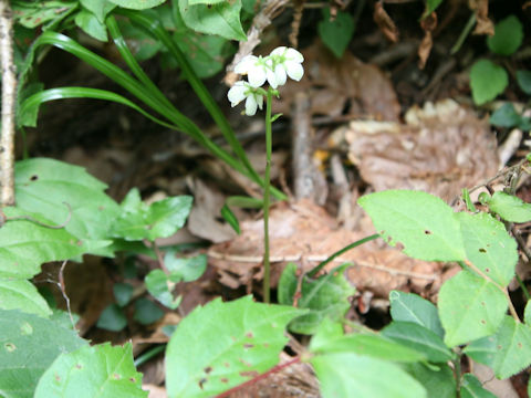 Pyrola japonica