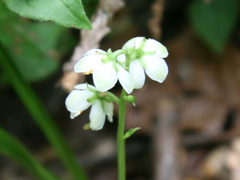 Pyrola japonica