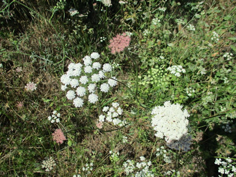 Ammi visnaga