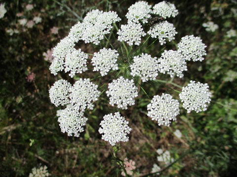 Ammi visnaga