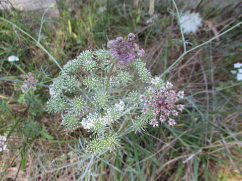 Ammi visnaga