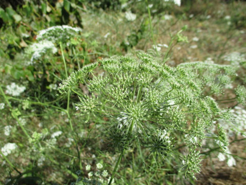 Ammi visnaga