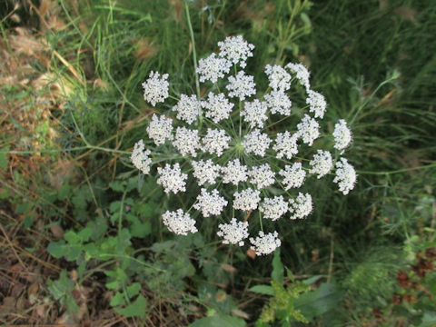 Ammi visnaga