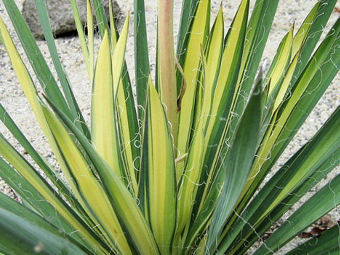 Yucca filamentosa cv. Golden Sword