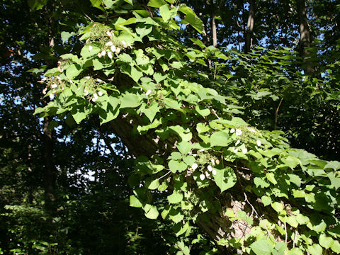 Schizophragma hydrangeoides