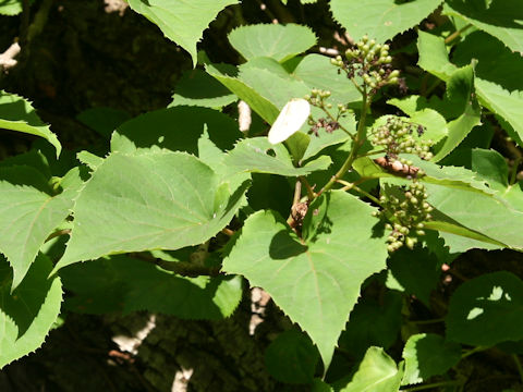 Schizophragma hydrangeoides