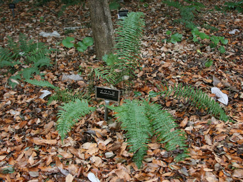 Dryopteris cycadina