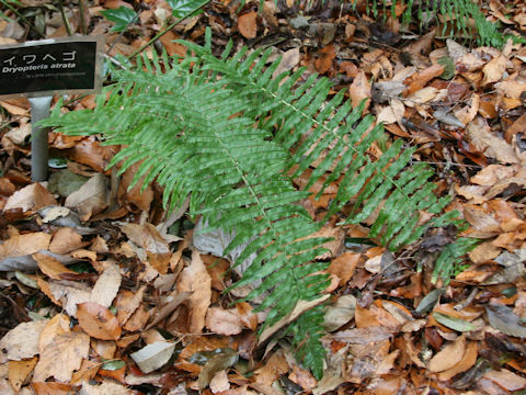 Dryopteris cycadina