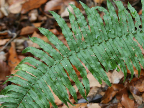 Dryopteris cycadina