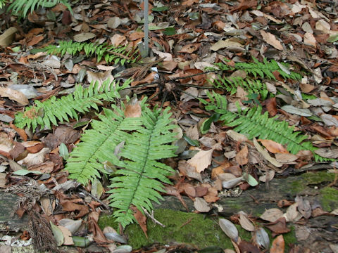 Dryopteris cycadina