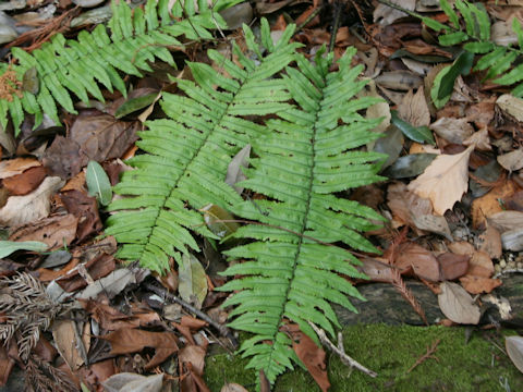 Dryopteris cycadina