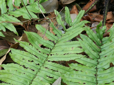 Dryopteris cycadina