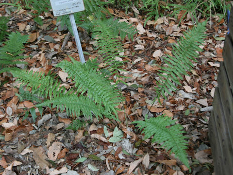 Dryopteris cycadina