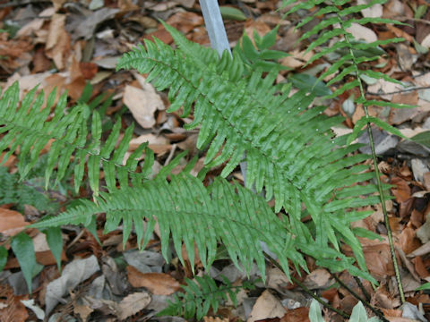 Dryopteris cycadina