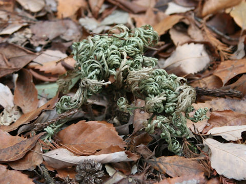 Selaginella tamariscina