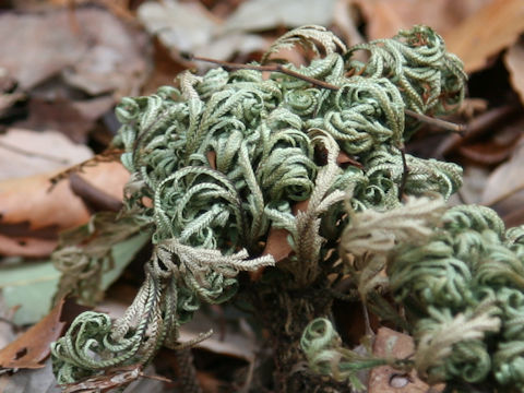 Selaginella tamariscina