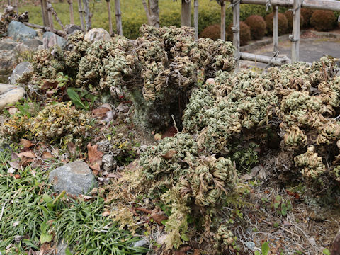 Selaginella tamariscina