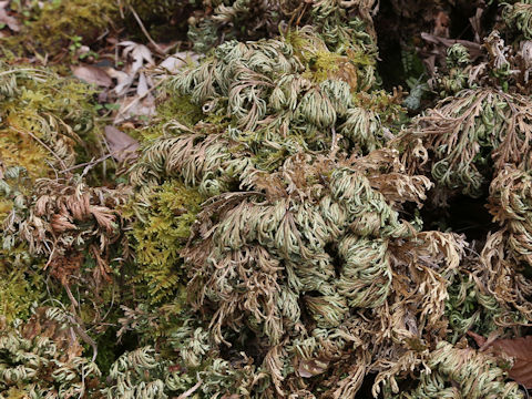 Selaginella tamariscina