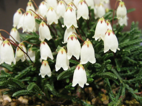 Cassiope lycopodioides