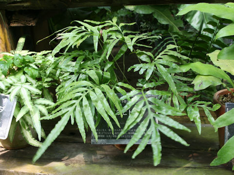 Colysis elliptica